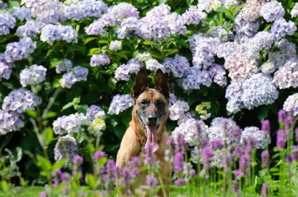 Gardening In Central Oregon With Your Pets Bend Veterinary Clinic
